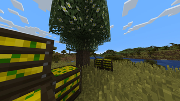 Lemon Tree with Crates