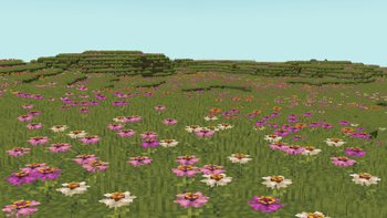 Flower Fields
