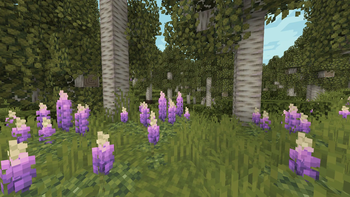 Aspen Forest