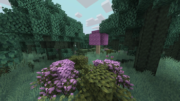Ethereal Forest