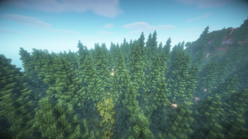 Evergreen Forest