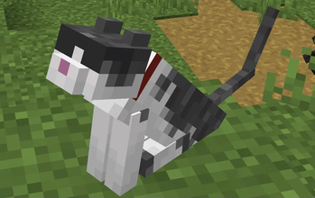 More cat