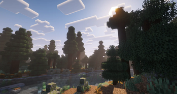Shaders