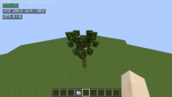 Palm Tree