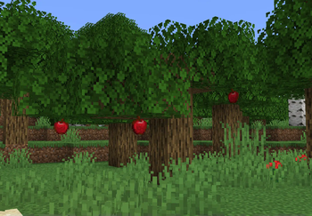 Apple tree in a forest