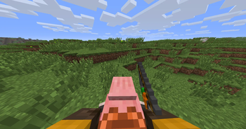 riding pig