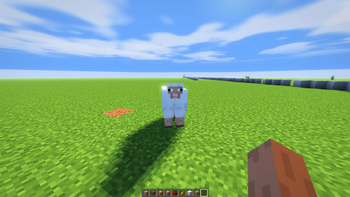 Sheep reflection