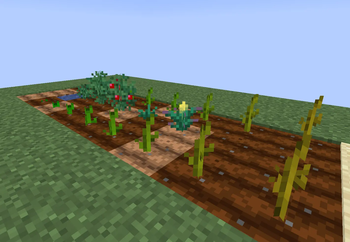 Crops