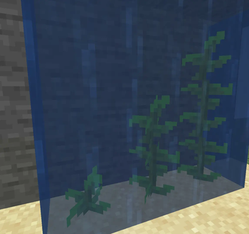 Seaweed