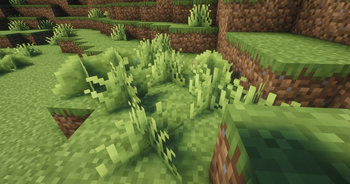 Grass