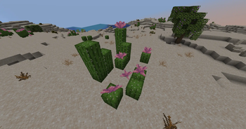 Another Variant of Cactus Family