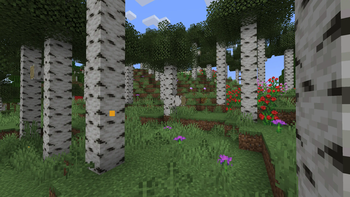 Updated Birch Forest