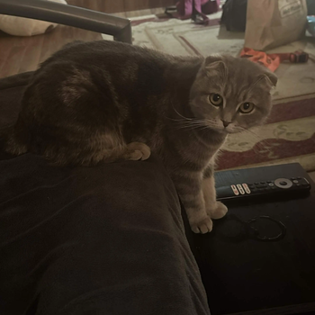 meow