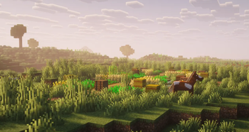 Field