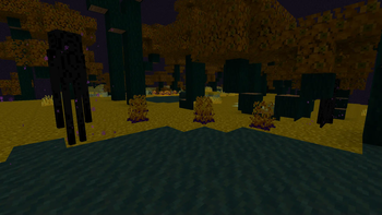 Suncrown Forrest