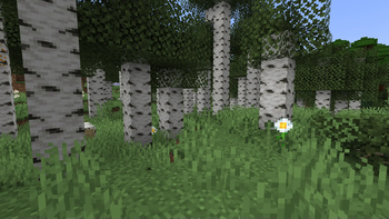 Birch Forest Revamped!