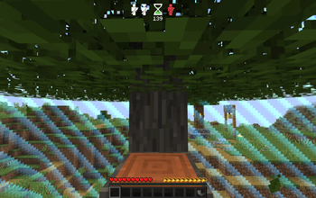 Acacia Spot