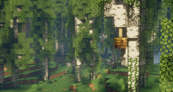 Old growth birch