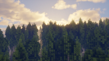 Birch sunset