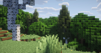 Birch