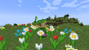 Mandragora