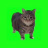 oiiacat