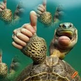 TurtleIicious