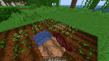 Planting with crop
