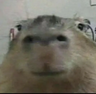 Capybara Anarquia 图标
