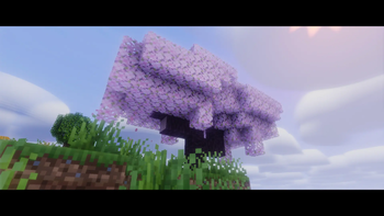 The cherry blossom