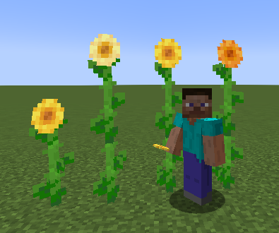 Tall sunflowers