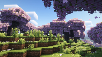 Cherry Trees