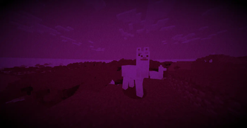 llama