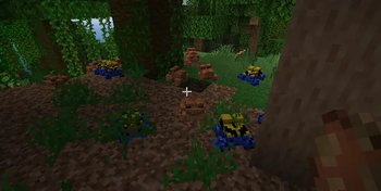 Poison Dart Frogs
