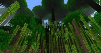 Bamboo Rainforest