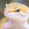 GeckoLib Armor Compat