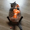 Cats Love Tropical Fish too