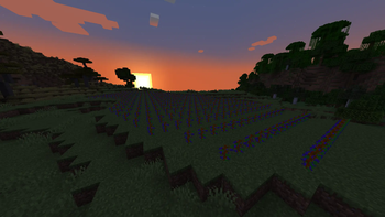 Wine yard