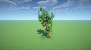 Oak Tree