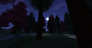forest at night