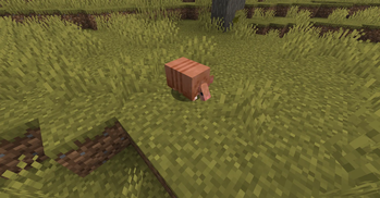An Orange Armadillo