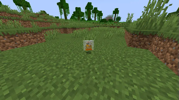 Goldfish