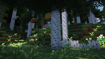 Birch Forest