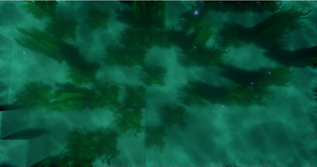 Seagrass Meadow Above