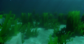 Seagrass Meadow