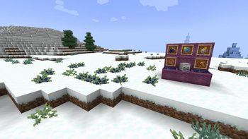 Elderberry bushes in snowy plains