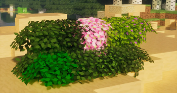 bushy leaves