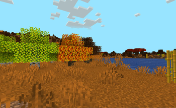 Autumn Forest