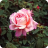 RoseSky