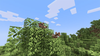 Sugar glider habitat